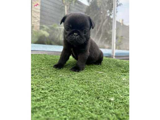 SAFKAN SİYAH PUG MOPS