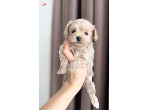 PAMUK GİBİ MALTİPOO YAVRULARIM