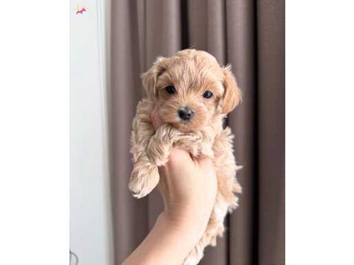 YUMOŞ YUMOŞ MALTİPOO YAVRULARI