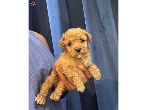 TOY POODLE SAFKAN YAVRULARIMIZ