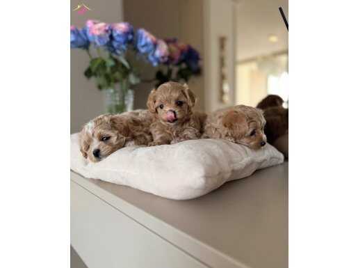 TEACUP SAFKAN MALTİPOO YAVRULARIMIZ