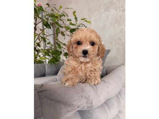 İPEKSİ TÜY YAPILI MALTİPOO YAVRULAR