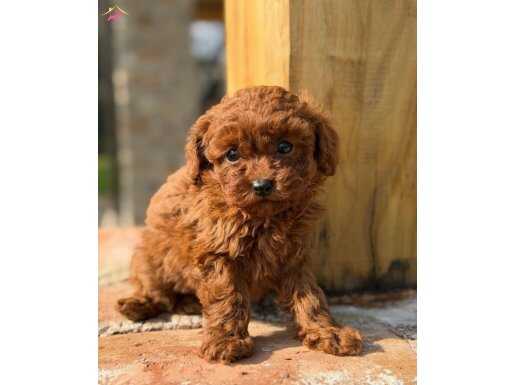 Kızıl Bukleli Maskot: Evin Yeni Neşesi Maltipoo Yavrusu