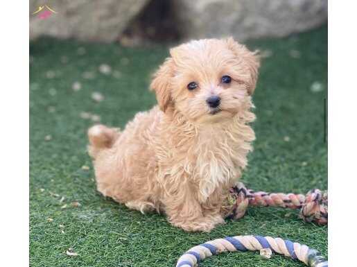 İpeksi Apricot Maltipoo | Sosyal Ortamların Yeni Yıldızı