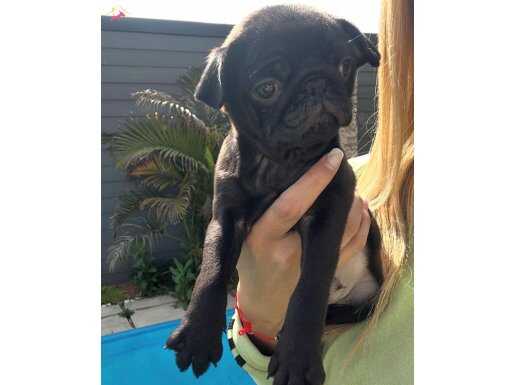 0 Burun Simsiyah Pug Bebekleri: Sosyal Ortamların Yeni Yıldızı!