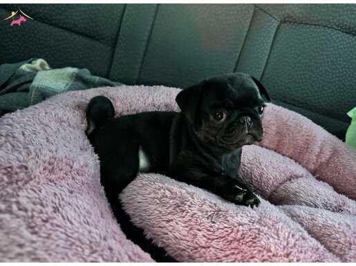 SIYAH INCI SURATLI SIFIR BURUN PUG MOPS YAVRULARI