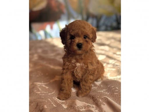 Sosyal Ortamın Yıldızı Kızıl Red Maltipoo Yavruları