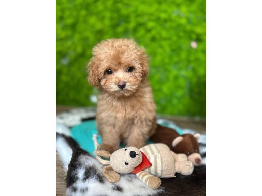 Maltipoo Yavrusu LIZA: Akıllı, Oyuncu ve Kucak Dostu