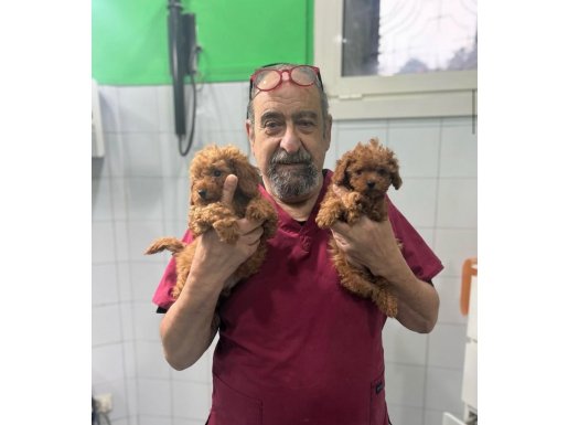 Hekim Onaylı Maltipoo Yavrularımız Beşiktaş İstanbul