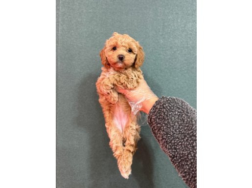 Evinizin Yeni Neşesi Yakışıklı Maltipoo Yavruları