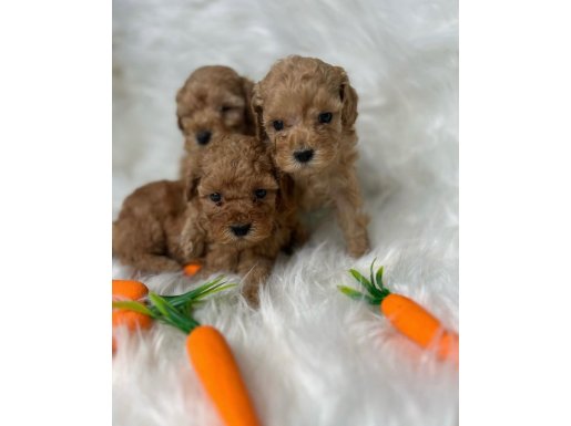 HAVUÇ TADINDA MALTİPOO YAVRULARIMIZ