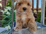 KÜT BURUN MALTİPOO YAVRULAR