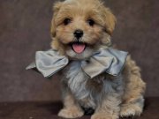 SAFKAN MALTİPOO YAVRULARI