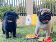 GÜLEN YÜZ PUG BEBEKLER