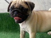 SAFKAN PUG MOPSLAR