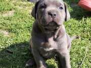 Cane Corsa Blue Yavrular