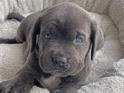 İRİ YAPILI CANE CORSOLAR