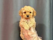 BİBLO YÜZLÜ MALTİPOO YAVRULAR