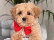 ŞİŞKO MALTİPOO YAVRULAR