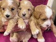 MASKELİ MALTIPOO YAVRULARIMIZ | IRK VE SAĞLIK GARANTİLİ