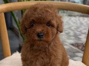 BİBLO GİBİ TOY POODLE BEBEKLER