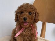 GÜLEN YÜZ TOY POODLE BEBEĞİMİZ