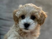 KORE YÜZ YAPILI MALTİPOO YAVRULARI