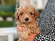 İstanbul Gaziosmanpaşa’da Sosyal Ortamların Yıldızı Kızıl Maltipoo