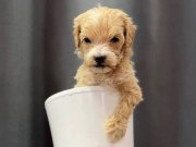 Avuç İçine Sığan Safkan Maltipoo: Sosyal Ortamların Yeni Yıldızı