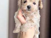 PAMUK GİBİ MALTİPOO YAVRULARIM