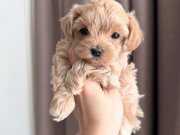 YUMOŞ YUMOŞ MALTİPOO YAVRULARI