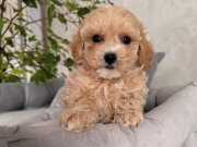 İPEKSİ TÜY YAPILI MALTİPOO YAVRULAR