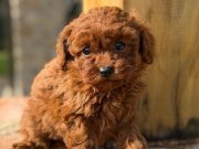 Kızıl Bukleli Maskot: Evin Yeni Neşesi Maltipoo Yavrusu