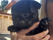 Kömür Karası Maskot: Sosyal Ortamların Yeni Yıldızı Pug!