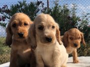 SAFKAN COCKER YAVRULARIMIZ