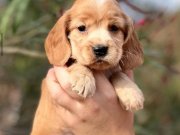 IRK GARANTİLİ COCKER YAVRULARIMIZ