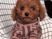 BİSKÜVİ TADINDA POODLE BEBEKLER