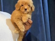 POFİDİK MALTİPOO YAVRULARI