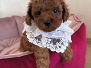 IRK , SAĞLIK GARANTİLİ POODLE BEBEKLERİMİZ