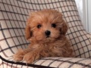 YÜZ GÜZELİ MALTİPOO YAVRULARIMIZ