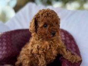FISTIK TOY POODLE BEBEĞİMİZ