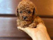 RED BROWN TOY POODLE YAVRULARIMIZ