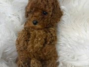 SAFKAN POODLE YAVRUMUZ OSCAR