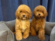 STANDART POODLE YAVRULARIMIZ