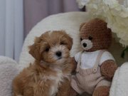 ÇİFT RENK MALTİPOO YAVRULAR