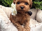 KIVIR KIVIR TOY POODLE BEBEKLERİMİZ