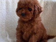 BABY FACE YÜZ YAPILI POODLE YAVRULARIMIZ