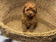 SAFKAN TOY POODLE YAVRULARIM