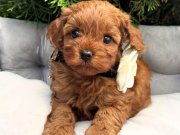 KIZIL MALTİPOO YAVRULARIMIZ