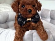 KORE SURATLI POODLE BEBEKLERİMİZ